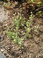 Herbe de Jerusalem, Fibigia clypeata (fam Brassicacees) (Europe du sud, Asie mineure, Egypte) (2) (Photo F. Mrugala)